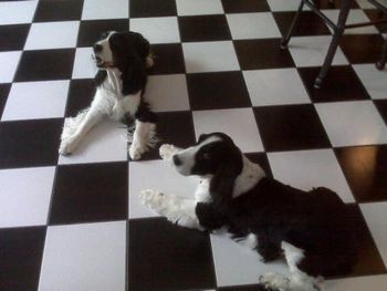 Bradford and Emmie, father and daughter, relaxing at Bradford's house on the checkered floor at Thanksgiving time. Which one is which?

