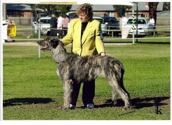 This beautiful wolfhound was my Group 2 in Adelaide recently....she was also Best junior in Show both Days..these were her first shows out of quarantine Her Name is Can Ch Starkeepers Glenamadda Veronica (Imp Can)
