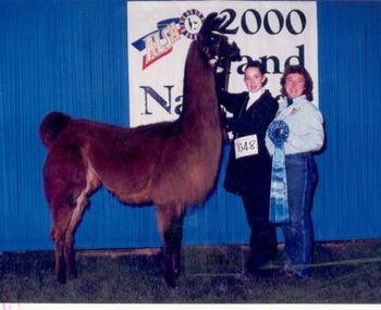 ALSA 2000 Grand Nationals National Champion 2yr Light Wool Female Cervaro's Blazen Beth
