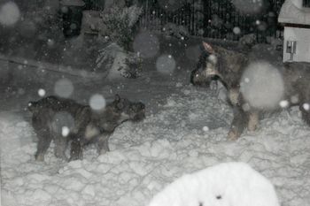 Tessa & Zorro loving the snow Dec 08
