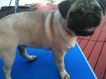 Jada on the table on Middle deck, photo shows her big head but she is stacked actually "not stacked" or positioned well.