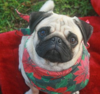 2008, HPP Charity Fun Walk. Miss Bonnie at 10 months old and seeing her 1st Christmas
