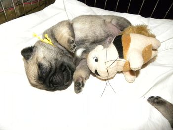one of those darn squirrels sleeping with a baby pug again. POST NOTE: yellow girl grew into Pick of the litter with real show potential. Her registered name is CH.SHAOLN'S AMEN HALLELUJAH. her call name is Yujah. she is a beautiful short backed bitch that looks like her mom. Yujah is Co-owned with Sarah & Kevin Woodworth of Templegate Pugs.
