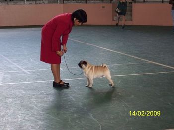 CH. Boletini Bizzy Pug with Handler Pam Mizuno at ringside. Hilo Show 2-14-2009.
