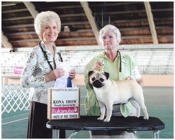 Vito, 8 months old. Vito took the breed over Bonnie and Bella. Both specials; and was awarded a Group 4 win at the Hilo show. We wish to give kind thanks to Francis Moniz for showing Vito to his very best.
