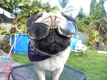 You have to admit... We are crazy about our pugs!!! This little creature of wonder is: CH. Shaoln's Amen Halelujah, AKA: Lujah or sometimes we call her Lolly and sometimes we just call her "Lu-e-gee". Lujah's mom & dad is Sarah and Kevin.