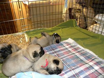 25 days old and all are sleeping. You can see the litter tray in the upper left. pups are almost totally litter trained at this point. POST NOTE: Red girl grew into a lovely active pug girly. Red Girl has found a wonderful home on Oahu. Her real name is Chyna-Star and she is truely a Star in our books.
