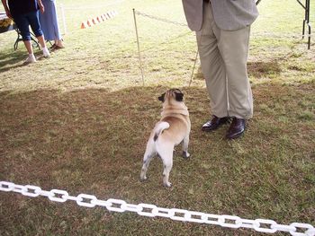 Shang is "at the ready". Boletini Bizzy Pug a few minutes from show time. Spring 2008, Windward Oahu, Kaneohe show. Handsome puppy dog!
