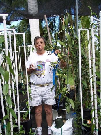 Jeff counting his vanilla beans again.! often a pug or two run through the beans. Our Hawaii grown Vanilla is also for sale so let us know if you are interested.