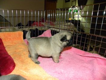 BLUE BOY 25 days old. He is a handsome fellow! POST NOTE: this boy grew into an exceptionally handsome boy. However, this pug was pet homed.
