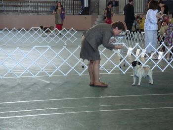 Saxten Shackelton, Oct. 5, 2008. KKC Kona Show. Shackie in the ring and really really really paying attention to Miss. Deb Kent. Thanks Deb!
