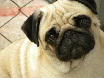 AM CH. Saxten Bonica, CGC, aka: Bonnie. Shaolin's foundation bitch. From Saxten Kennels in Tasmania, a beautiful clear coated pug, square & straight backed with a beautiful head full of expression. Bonnie is also an excellent mom. We look forward to her final litter of pups in 2011. Hawaii's Ilio Magazine declared Bonnie as the top winning Pug in Hawaii for 2009. This puggy is loved like all my pugs but Bonnie is most special as she is my beloved sister. Bonnie takes great efforts to communicate and talk with me daily. Bonnie is also a most special mom when mothering her pups. She is an honor to love and care for.
