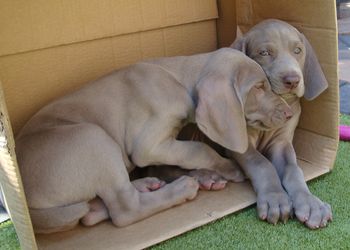 snuggle pups
