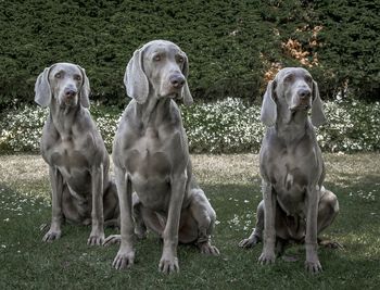 photo by Andy Cox Dog Photography
