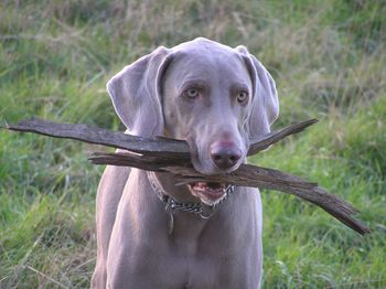 Likes all the sticks
