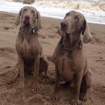 Cooper and Claude on the beach
