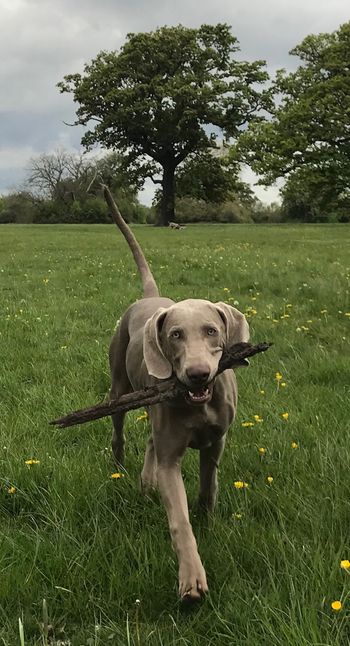 loving his sticks
