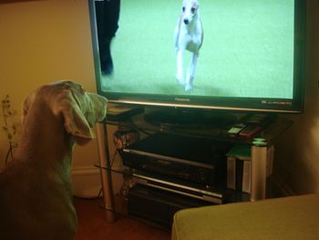 She loves watching Crufts
