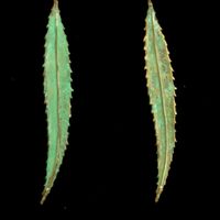 Top of the Trees Collection - Large Green Willow Leaf Earrings