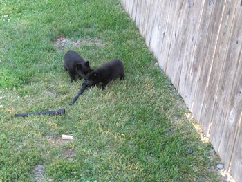 Sonnet & Cally playing in the yard.
