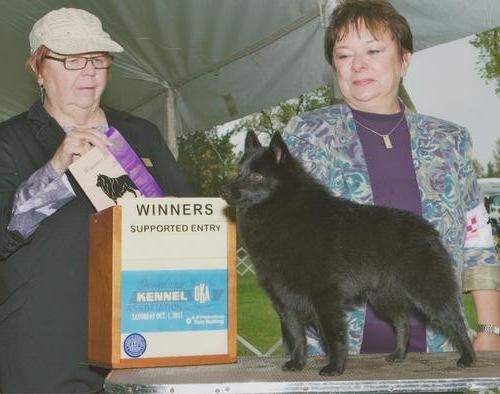 "Crystal" Deloran's Crystal Ice bred by Ursula Hutton & Marnie Layng, Owned by Ursula Hutton.

