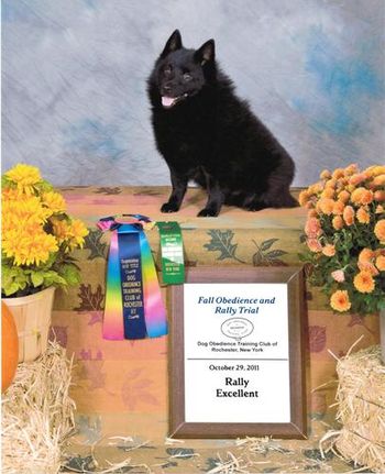 "Cruiz" Am Ch Mardecks The Recruit, NA, NAJ, THD. Bred by Marnie Layng. Owned, trained and loved by Mary Hare.
