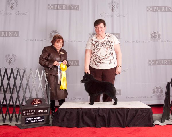 After taking Best of Breed and making the cut in the group the very first day of his show career at the Purina National Show in Toronto, Cozmo continued his winning ways on Saturday winning the Breed and being awarded a Group Third placement as well as Best Puppy in Group by renowned Canadian judge Mrs. Cheryl Myers-Egerton.
