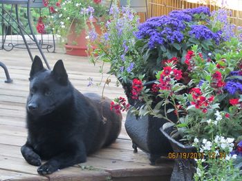 Lincoln enjoying the beautiful flowers on the Hutton's deck.
