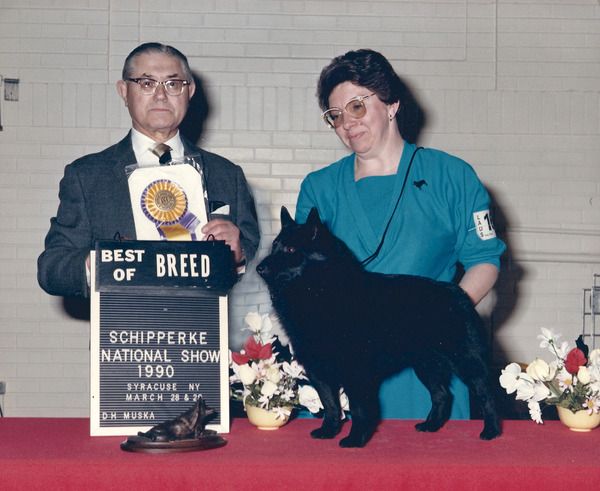 BISS Am Can Ch Mardeck's Rookie Diplomat shown winning Best of Breed at the Schipperke Club of America's 1990 National Specialty in Syracuse, NY. Owner/ Breeder / Handler Marnie Layng
