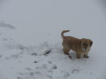 Gus' 1st day home in the snow!
