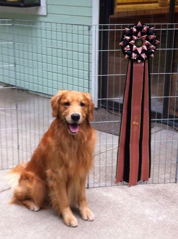 Bill's giant MACH 3 ribbon came in the mail today. It's bigger than he is! Big thanks to Lisa Nonog and the Manchester terrier club for a great trial and a gorgeous ribbon!!!! 8-4-14
