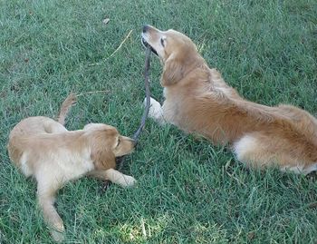 Sharing a stick. Johnny & Lacey 9-6-15

