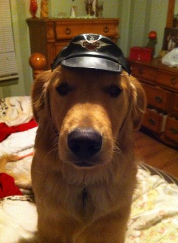 Wrigley with his Harley hat!
