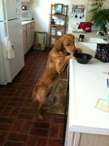 Counter surfing!!!
