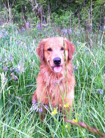 Yuba and I Enjoying the wild flowers while training in the woods !  May 2014
