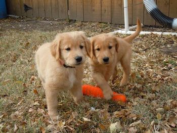 Ace & Bender as pups!  4 years old now! Oct 1, 2015
