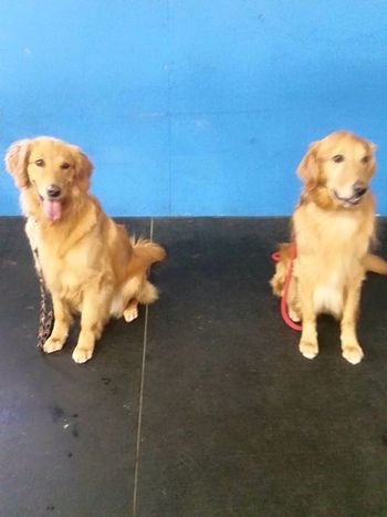 Ani & Red pass their Therapy Dog Test today! 5-31-15
