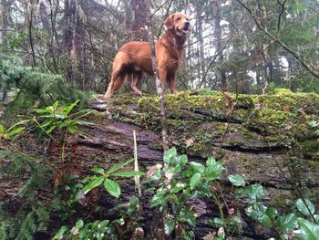 Yuba , King of the Northwest Forest ! Lol !  Dec 30, 2014
