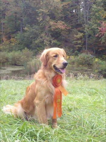 Ticket gets his Senior Hunter title 9-29-13!
