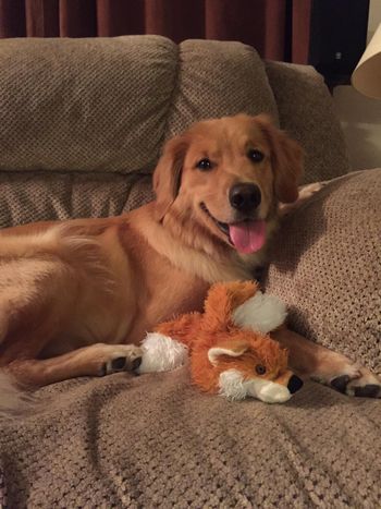 Oakley & her new friend the fox! Aug 14, 2015
