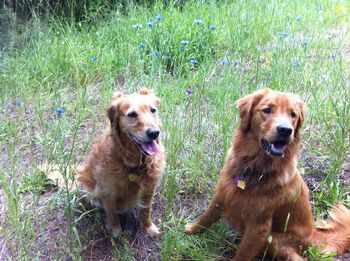 Booker & Auntie Rosie romping in the woods.  June 11, 2014
