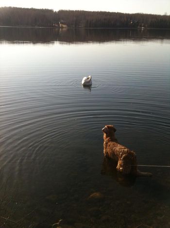 Maggie's 1st lake swim!
