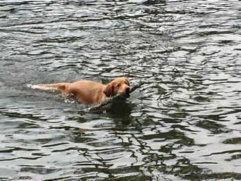 Oakley swimming in the White River 9-29-15
