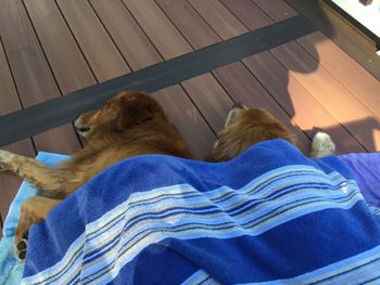 Snoozing after their swim 8-8-15
