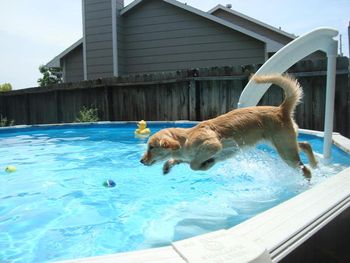 Lacey diving!
