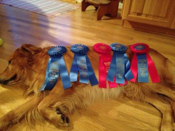 What a day! 2-14-14
New title and all those ribbons! Congrats Gibbs & Pam!!!
