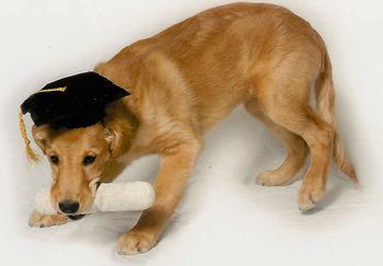 Ticket @ Puppy Graduation
