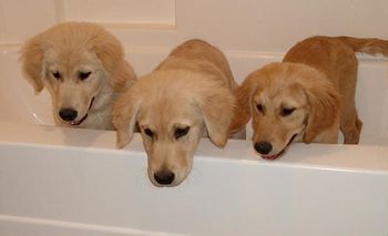 Gambler, Splash and Danger getting cleaned up after a play date at 3 months of age.
