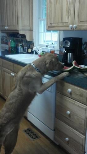 Counter surfing for watermelon
