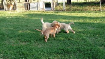 Pippin plays with 2 Benden boys (Patton x Sparkle) 7/18/05
